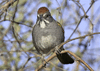 Pipilo chlorurus - rascador de cola verde - green-tailed towee